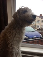 Daisy