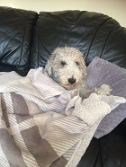 Daisy