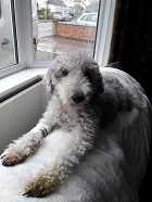 Daisy