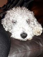 Daisy
