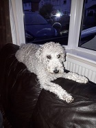 Daisy